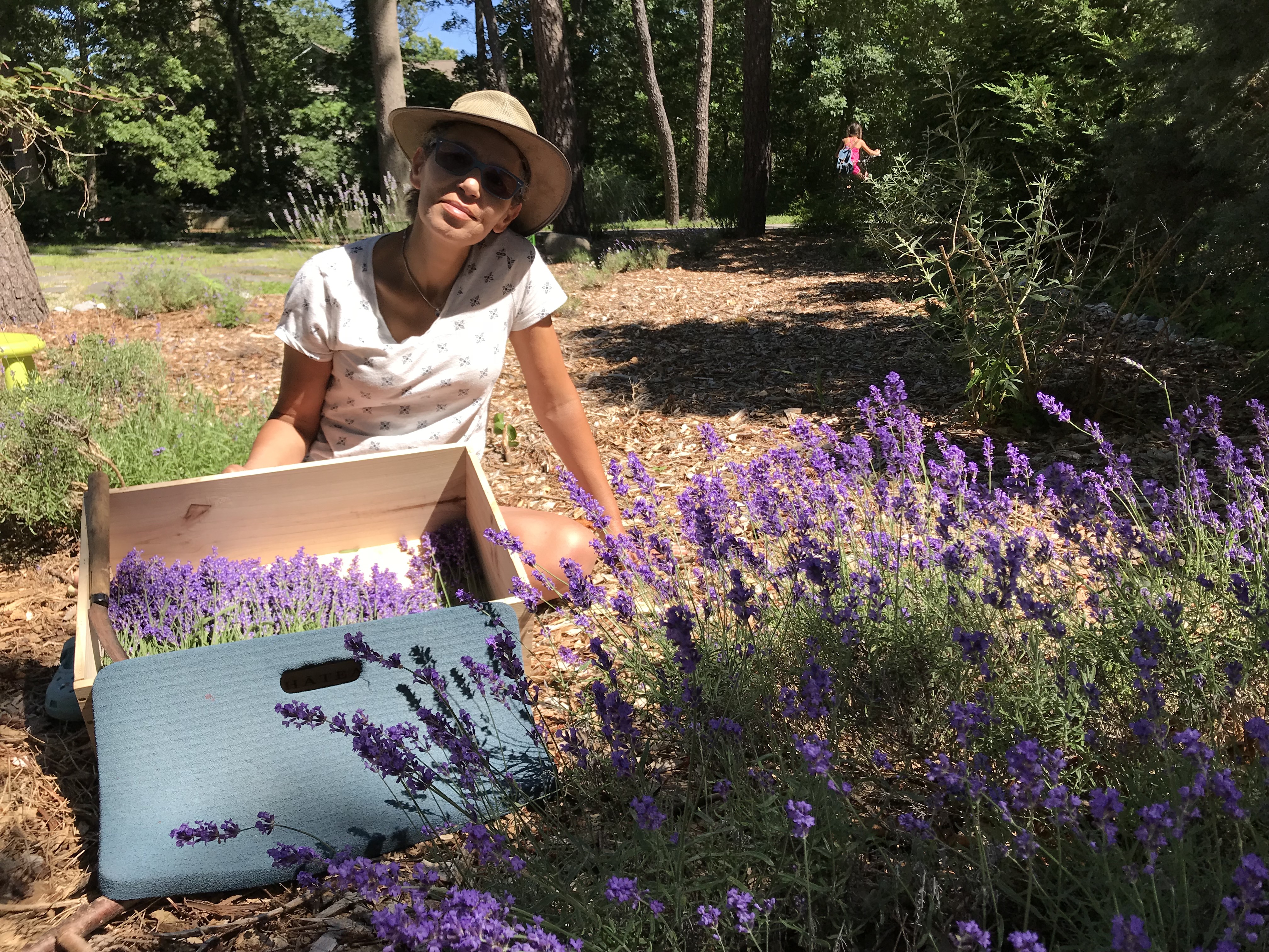 Zakia Thom harvesting lavender